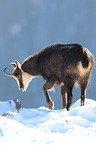 chamois