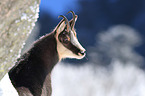 chamois