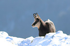 chamois