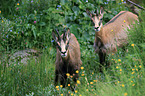 chamoises