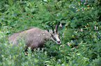 chamois
