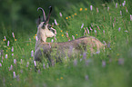 chamois