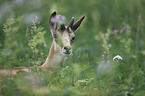 chamois