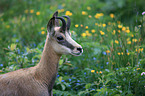 chamois