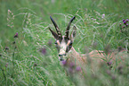 chamois