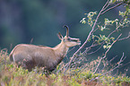 chamois