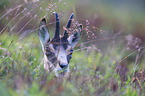 chamois