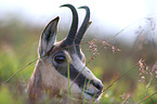 chamois