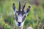 chamois