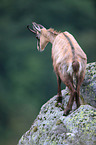 chamois