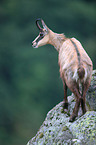 chamois