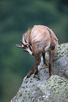 chamois