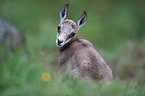 chamois