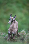 chamois