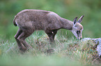 chamois