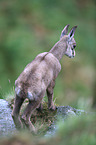 chamois