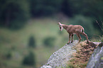 chamois