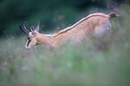 chamois