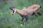 chamois