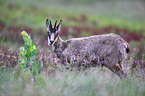 chamois