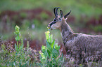 chamois