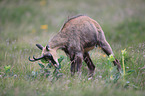 chamois