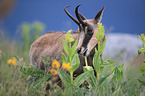 chamois