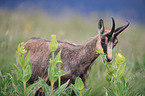 chamois