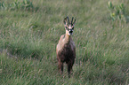 chamois