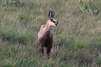 chamois