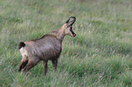 chamois