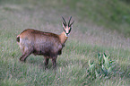 chamois