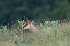 chamois