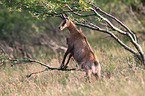 chamois