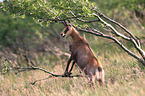 chamois