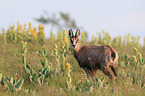 chamois