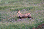 chamois