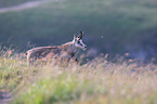 chamois