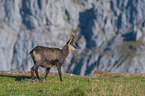 chamois