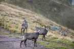 chamoises