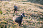 chamoises