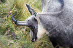 chamois