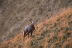chamois