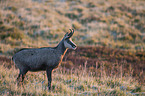 chamois
