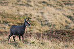 chamois