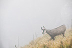 chamois