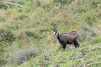 chamois