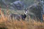 chamois