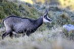 chamois