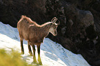 chamois